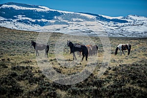 Wild Mustangs Horse Wyoming