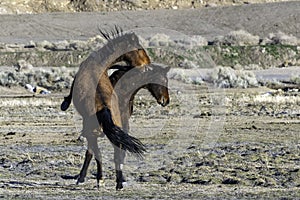 Wild Mustangs Horses interacting in the Nevada Desert