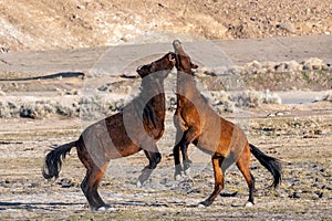 Wild Mustangs Horses interacting in the Nevada Desert