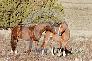Wild Mustangs Making Friends on the Prairie
