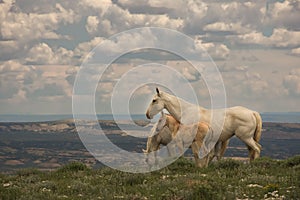 Wild Mustangs Mother and Baby Lookout Mountain, Sandwash Basin, Colorado