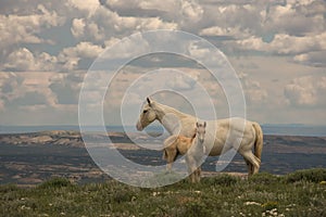 Wild Mustangs Mother and Baby Lookout Mountain, Sandwash Basin, Colorado