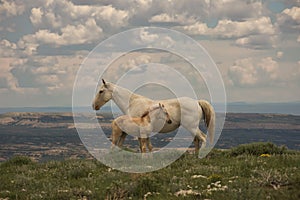 Wild Mustangs Mother and Baby Lookout Mountain, Sandwash Basin, Colorado