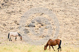 Wild Mustangs in the Nevada desert