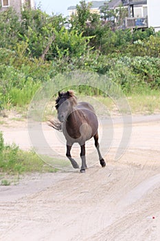 Wild mustangs of the Outer Banks North Carolina 3