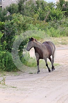 Wild mustangs of the Outer Banks North Carolina 1