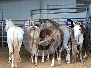 Wild Mustangs Penned up