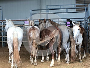 Wild Mustangs Penned up photo