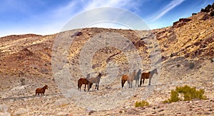 Wild Mustangs on Road