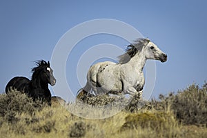 Wild Mustangs running on the Prairie in Wyoming