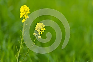 Wild Mustard in bloom photo