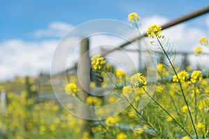 Wild mustard flowers blooming along a fence in summer photo