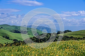 Wild Mustard in Grassy East Bay Hills.