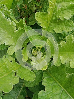 wild mustard green leaves