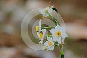 Wild narciss flowers in the wood.