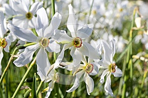 Wild narcissus flower narcissus poeticus