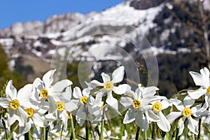 Wild narcissus flower narcissus poeticus with snow-capped Swiss Alps