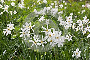 Wild narcissus flower narcissus poeticus on the Swiss Alps moutnain