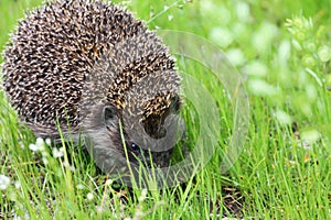 Wild, native, European hedgehog in woodland habitat, emerging from hibernation in Springtime with green moss and leaves. Hedgehog