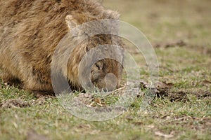 Wild native marsupial wombat eating green grass