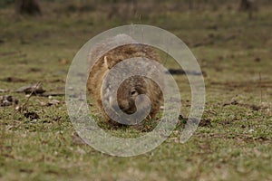 Wild native marsupial wombat eating green grass