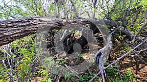 Wild Native Tree Trunk Branches  Crawling  across  the Desert Jungle  Nature Photography