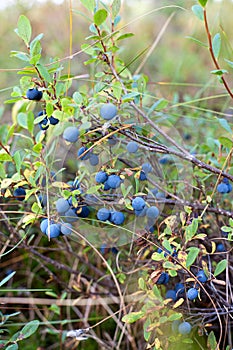 Wild natural blueberries bushes