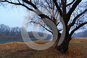 Wild natural landscape, late autumn season, bare branches of trees without leaves, cloudy weather with haze, forest with