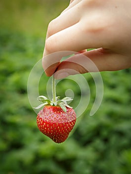 Wild Natural Red Strawberries, Strawberry in Child's Hand Finger