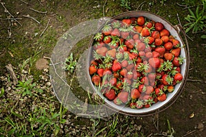 Wild Natural Red Strawberries, Strawberry in Rustic Iron Pot on
