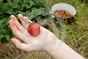 Wild Natural Red Strawberry in Child's Hand with G