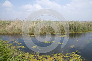 Wild nature, Agamon Emek Hefer photo
