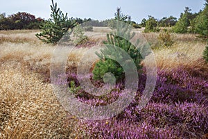 Wild nature. Baltic Sea coastal meadows