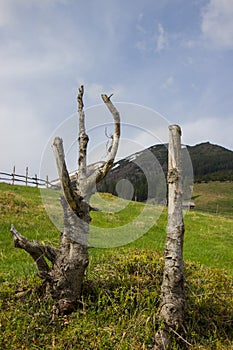 Wild nature. Dead trees in the Carpathians mountains. Ukraine.