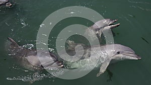 Wild nature. Dolphins swim, dive and splash in the sea water on a sunny day