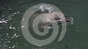 Wild nature. Dolphins swim, dive and splash in the sea water on a sunny day