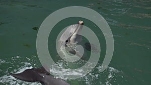 Wild nature. Dolphins swim, dive and splash in the sea water on a sunny day