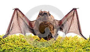 Wild nature. Forelimbs adapted as wings. Mammals naturally capable of true and sustained flight. Bat emit ultrasonic