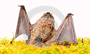 Wild nature. Forelimbs adapted as wings. Mammals naturally capable of true and sustained flight. Bat emit ultrasonic