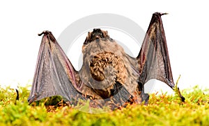 Wild nature. Forelimbs adapted as wings. Mammals naturally capable of true and sustained flight. Bat emit ultrasonic