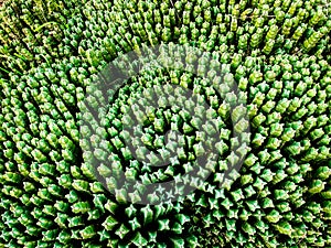 Wild nature. Greeny cactus background top view.