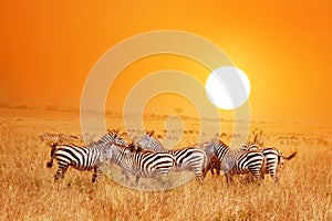 Wild nature landscape. Zebra at amazing sunset in Masai Mara National Park, Kenya. African savannah