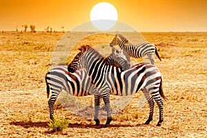 Wild nature landscape. Zebra at amazing sunset in Masai Mara National Park, Kenya. African savannah