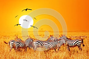 Wild nature landscape. Zebra at amazing sunset in Masai Mara National Park, Kenya. African savannah