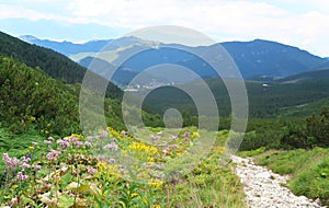 Wild nature in Low Tatras Nizke Tatry on the way from Chopok mountains. Landscape scenery with colorful flowers and green grass