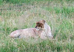 Wild Nature in Maasai Mara National Reserve in Kenya