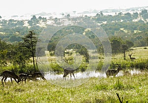 Wild Nature in Maasai Mara National Reserve in Kenya