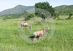 Wild Nature in Maasai Mara National Reserve in Kenya