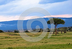 Wild Nature in Maasai Mara National Reserve in Kenya