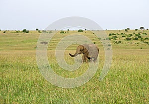 Wild Nature in Maasai Mara National Reserve in Kenya